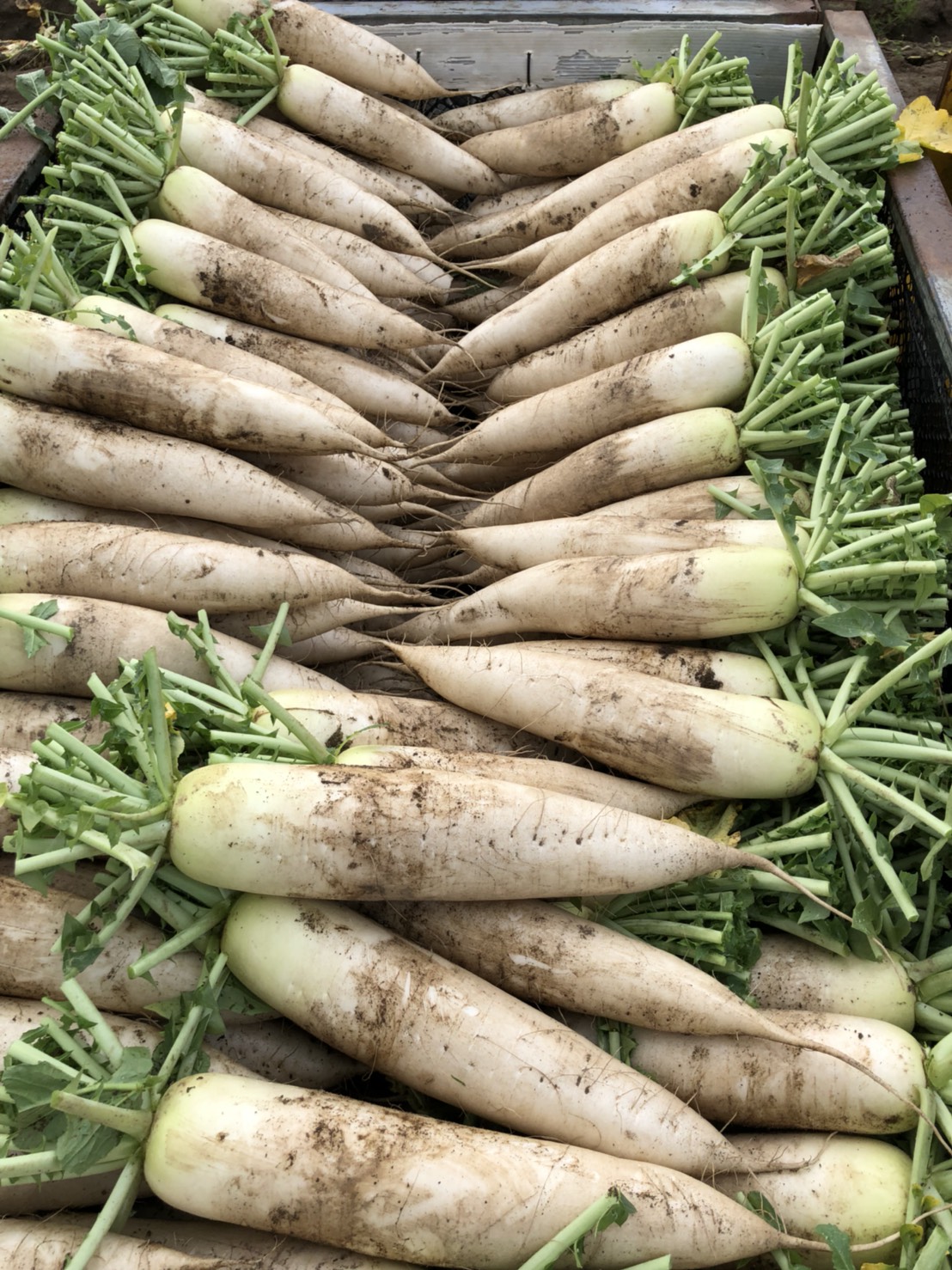 1527634984435.jpg